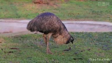 鸸鹋鸟是澳大利亚本土最大的鸟